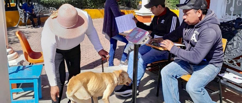 LOGRAN GOBIERNO DE HUAMANTLA Y SESA ESTERILIZAR A 450 PERROS Y GATOS EN CAMPAÑA GRATUITA