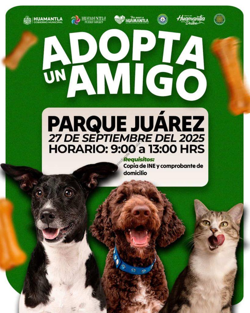 Huamantla invita a la jornada de adopción de perros y gatos en el Parque Juárez