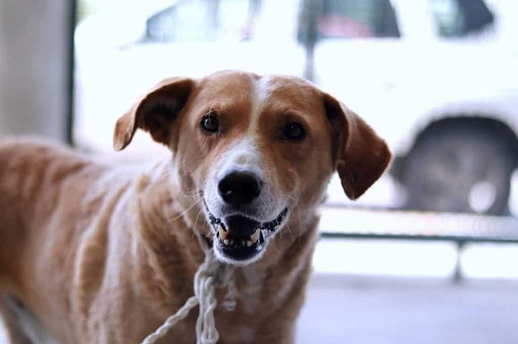 Un perro de raza mestiza con expresión amistosa y juguetona, con correa en su collar, en un ambiente interior con ventanas y un vehículo visible en el fondo.