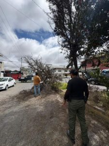Daño por caída de árbol debido a las lluvias en Tlaxcala. Técnicos de protección civil evalúan la situación para evitar nuevos incidentes en la zona urbana. El cielo nublado indica posibles lluvias adicionales.