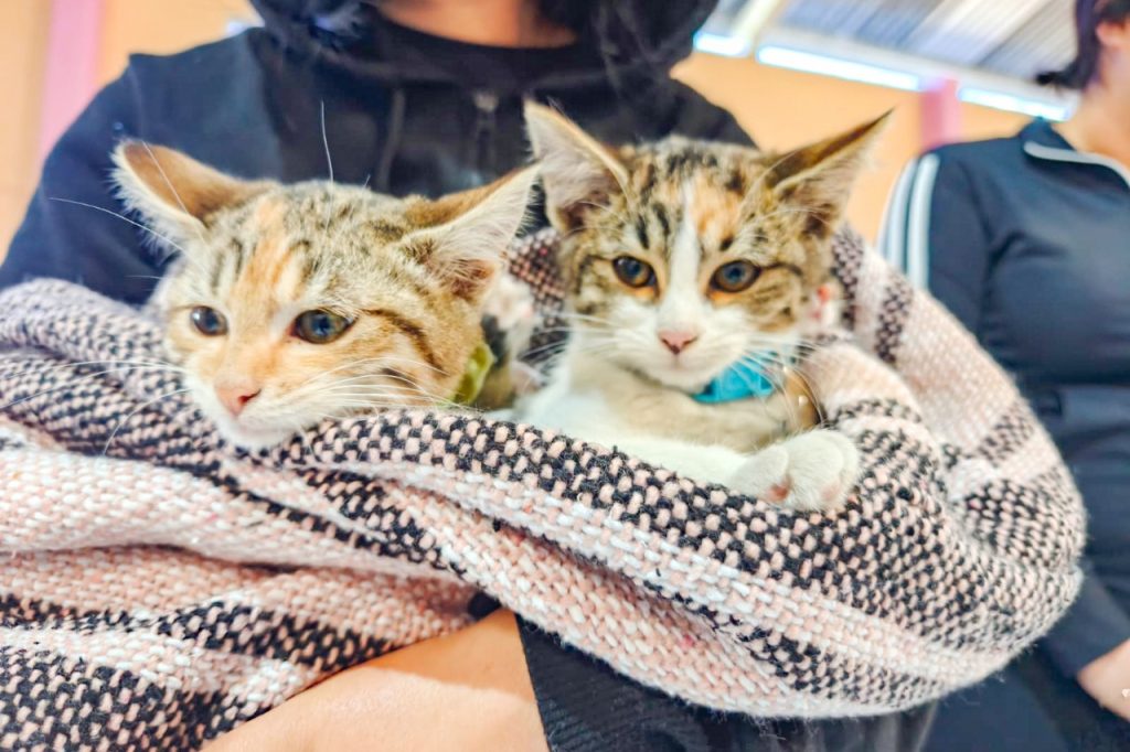 1. Dos gatos de raza mezcla con diferentes patrones de pelaje, uno de ellos con collar azul, descansando en un brazo con un suéter de tejido grueso.