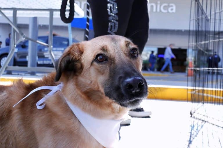 Perro como guía en exhibición en Tlaxcala, México, en un evento de adopción o concientización sobre mascotas, con fondo urbano y personas en movimiento.