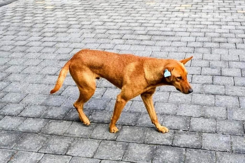 Alto contenido de la imagen: Perro marrón caminando en calle de piedra con collar y etiqueta en oreja, en movimiento, entorno urbano, enfoque en la raza y postura del perro.