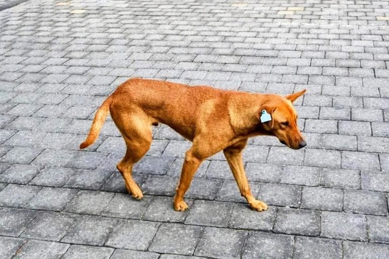 Alto contenido de la imagen: Perro marrón caminando en calle de piedra con collar y etiqueta en oreja, en movimiento, entorno urbano, enfoque en la raza y postura del perro.