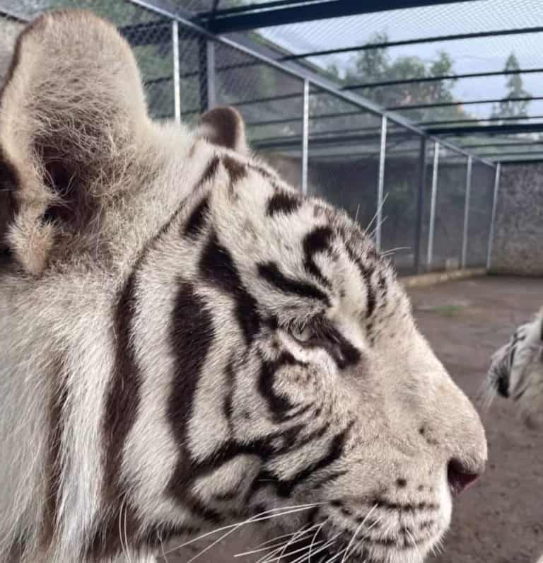 Tigre blanco en su hábitat con cerca de malla en el fondo, mostrando detalles de su rostro y patrón de piel.