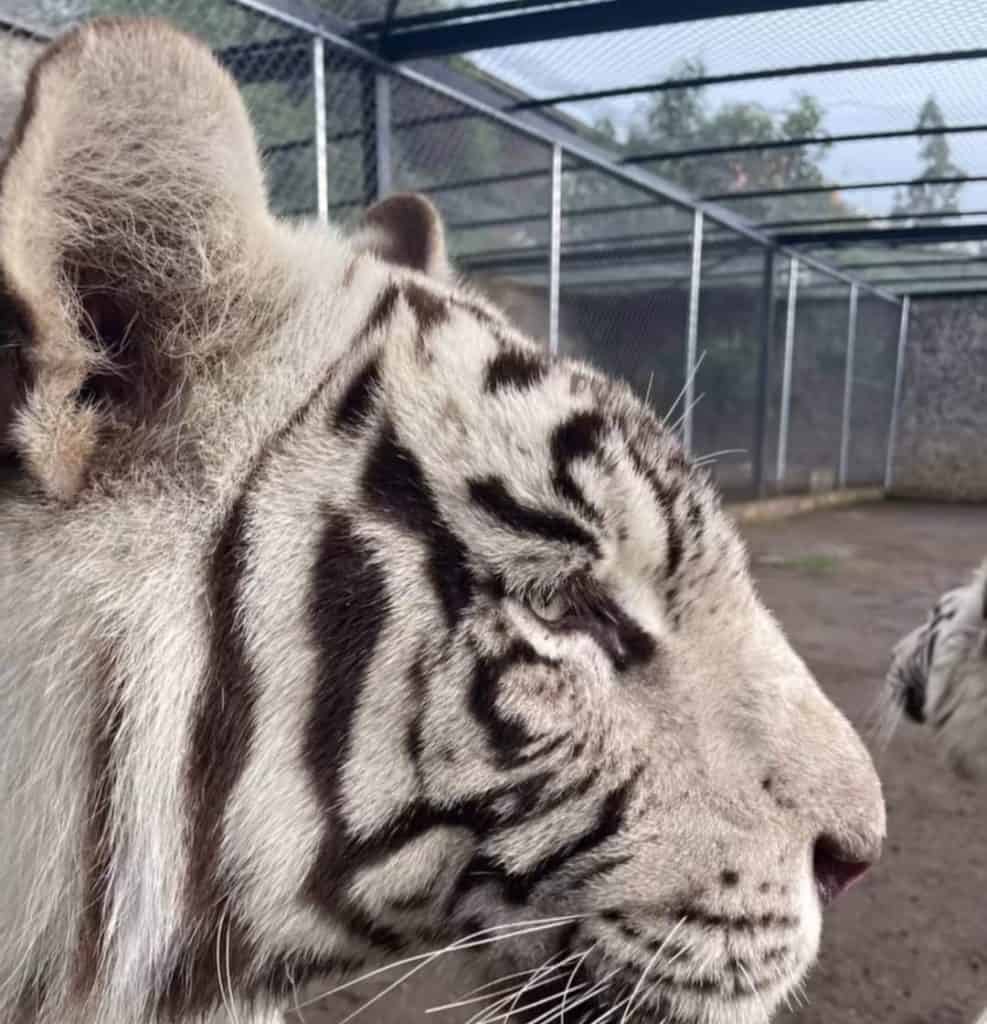 Tigre blanco en su hábitat con cerca de malla en el fondo, mostrando detalles de su rostro y patrón de piel.
