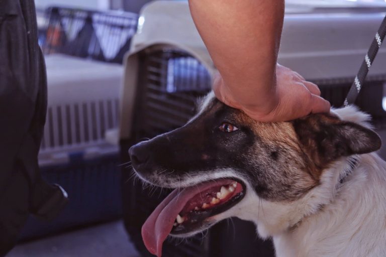 Un perro de raza mestiza siendo acariciado por una mano, mostranto tranquilidad y cariño. La imagen transmite amor y confianza entre el animal y el ser humano.