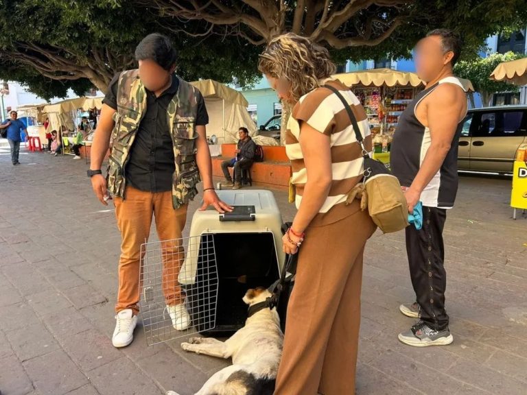 Personas en una plaza pública con un perro en una jaula, en un ambiente al aire libre con árboles y puestos de venta, en Tlaxcala, México.