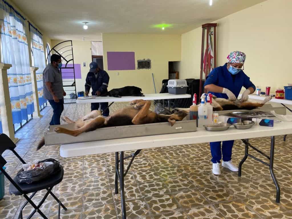 Veterinarios realizando una necropsia en un perro en un ambiente clínico, con personal y equipo especializado en un espacio interior bien iluminado.