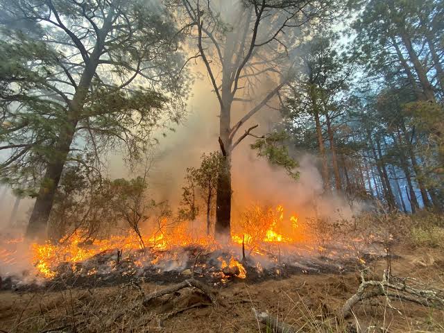 Incendio forestal en un área de árboles en un bosque, con llamas y humo visible, durante el día.