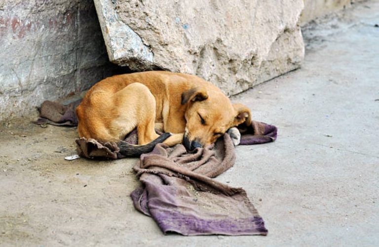 Gatito durmiendo sobre una manta en la calle junto a una pared de piedra.