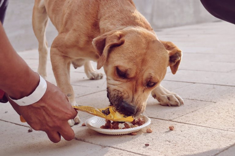 Un perro comiendo comida en un plato en la calle, con una mano humana ofreciéndole la comida.