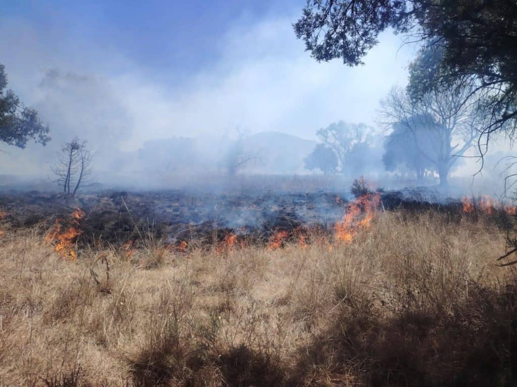 Incendio forestal en un área de pastizales con humo y llamas visibles, rodeado de árboles y vegetación seca en un día soleado.
