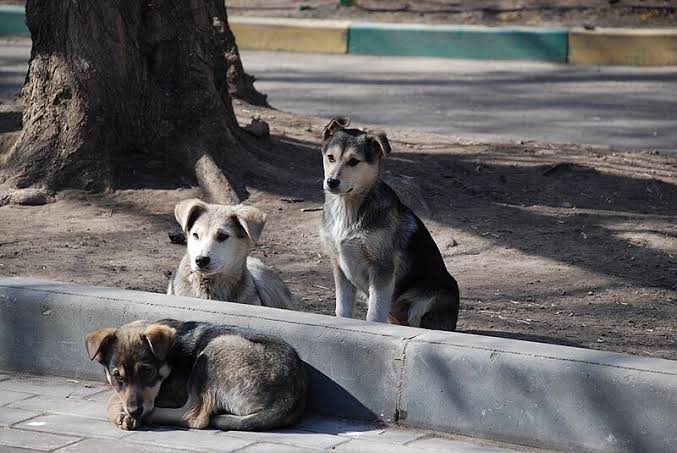 Tres perros descansando en la acera junto a un árbol en una calle de Tlaxcala, México, en un día soleado y tranquilo.