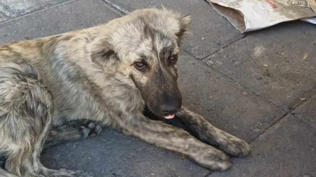 Árbol de perro callejero acostado en la acera, con aspecto cansado y triste, en un entorno urbano con basura y pavimento de concreto.