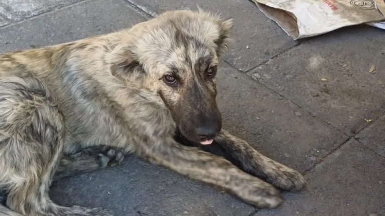 Árbol de perro callejero acostado en la acera, con aspecto cansado y triste, en un entorno urbano con basura y pavimento de concreto.