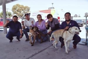 Cachorros y voluntarios en una campaña de ayuda animal en Tlaxcala, México, con una ambulancia de rescate en el fondo.