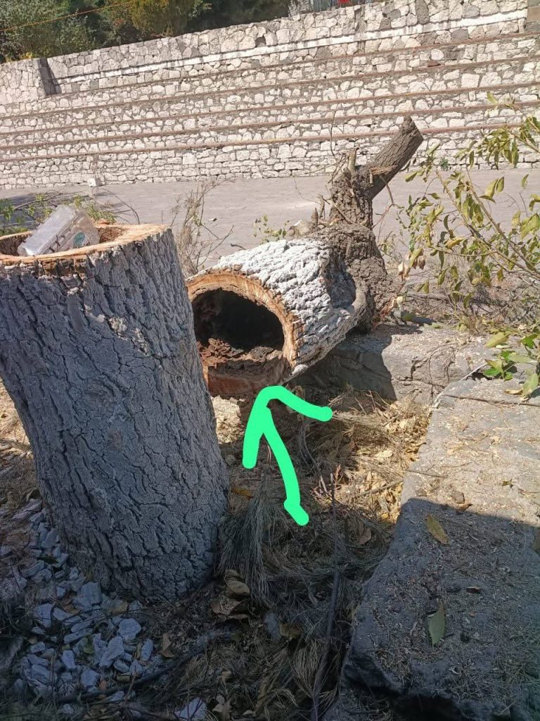 Árbol talado con un tronco cortado y una tubería de metal en el suelo, en un entorno urbano con muro de piedra y vegetación dispersa.