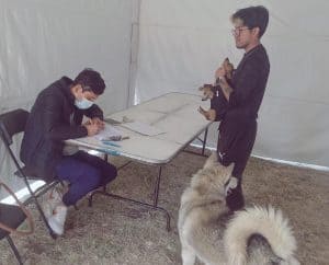 Perro de raza husky y dos perros pequeños en un evento de adopción de mascotas en una carpa blanca. Un joven con gafas y ropa oscura sostiene a los perros pequeños, mientras otra persona enmascarada f.