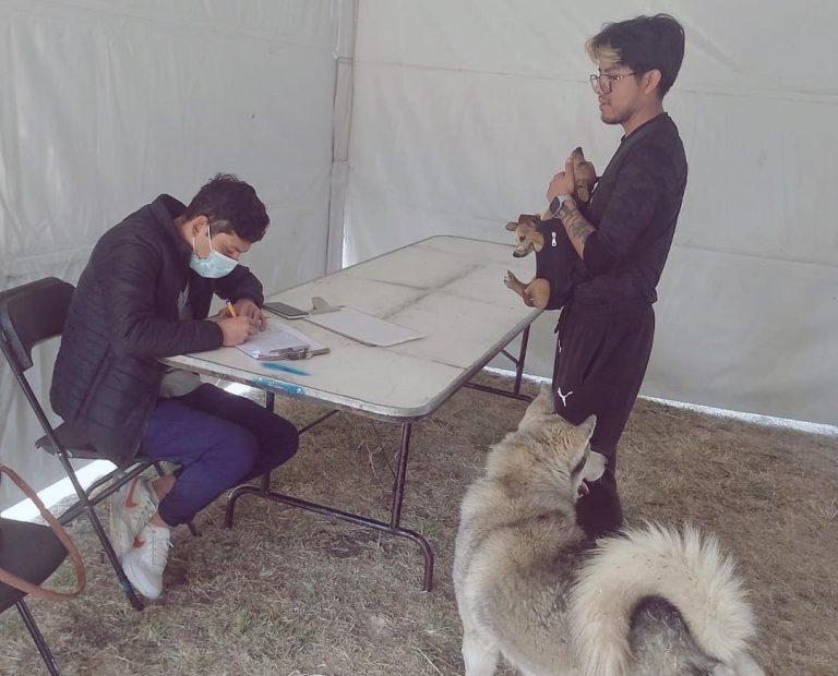 Perro de raza husky y dos perros pequeños en un evento de adopción de mascotas en una carpa blanca. Un joven con gafas y ropa oscura sostiene a los perros pequeños, mientras otra persona enmascarada f.