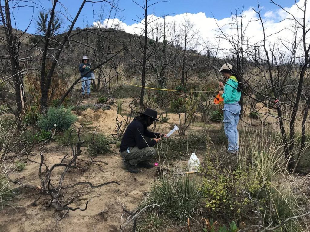 Árboles quemados y personal de investigación en un área afectada por un incendio forestal en Tlaxcala, México, realizando tareas de evaluación y reforestación en un entorno natural dañado.
