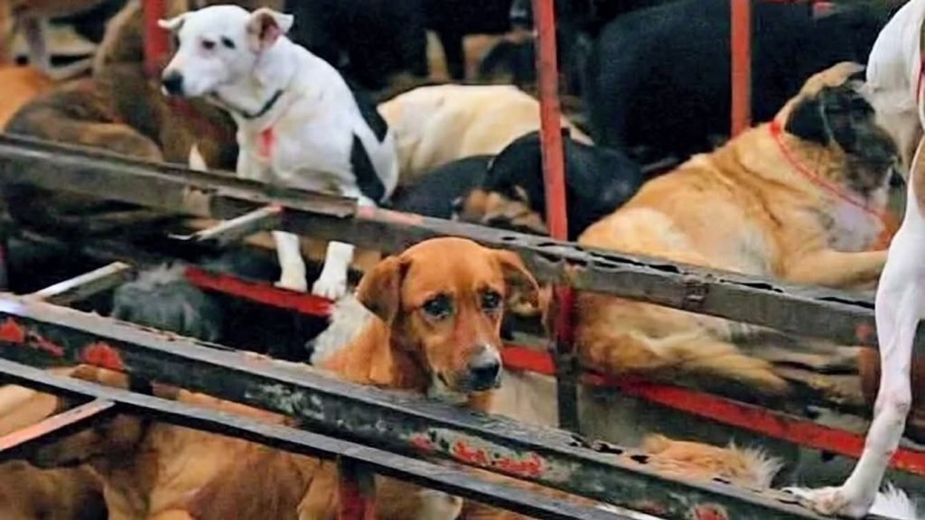 Perro de raza mestiza en un refugio canino, rodeado de otros perros en un espacio de adopción.