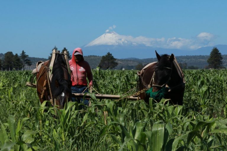 Cosechador en un campo de maíz con montañas y cielo despejado en el fondo, usando sombrero y mascarilla para protección.