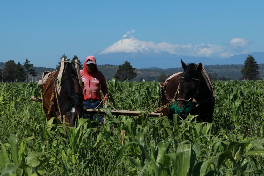 Cosechador en un campo de maíz con montañas y cielo despejado en el fondo, usando sombrero y mascarilla para protección.