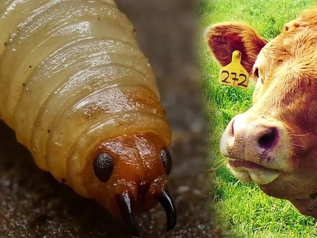 Larva de escarabajo con cuerpo segmentado y cabeza marrón, en primer plano sobre suelo oscuro.