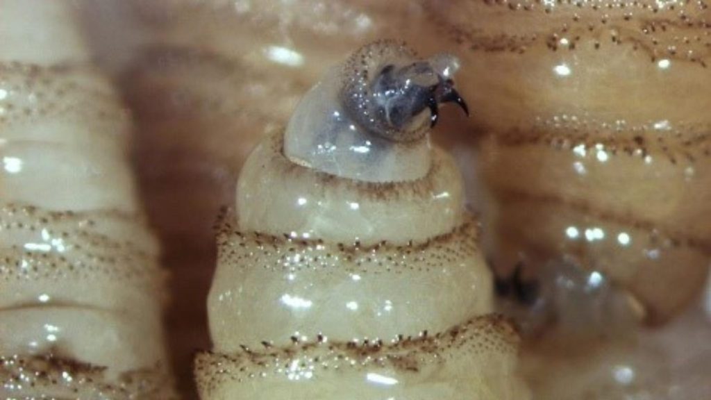 Larvas de abeja en una colmena, mostrando su desarrollo en un entorno natural y húmedo.