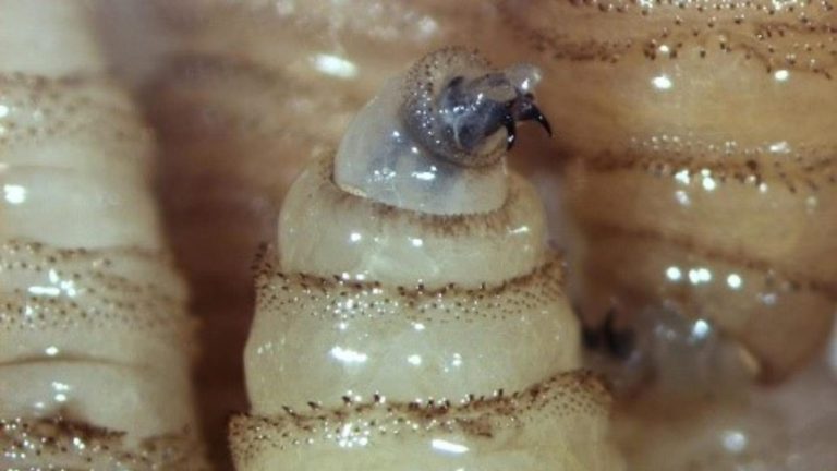 Larvas de abeja en una colmena, mostrando su desarrollo en un entorno natural y húmedo.