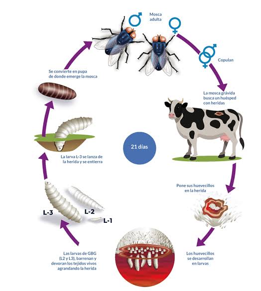 Las etapas del ciclo de vida de la mosca, desde la puesta de huevos hasta la adultez, incluyendo la búsqueda de hospedaje por la mosca gravidada y la formación de larvas en heridas.