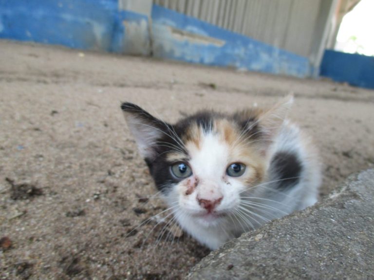 Gatito calico asomándose desde un agujero en el suelo, con fondo de estructura metálica y paredes azules, en un entorno exterior.