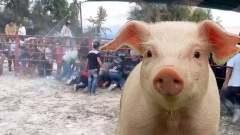 A piglet with light pink skin and large ears standing outdoors during a daytime event with people and a fence in the background.