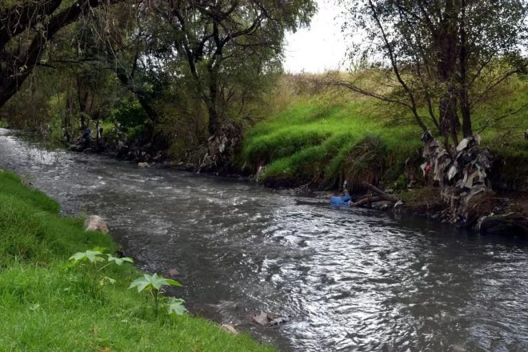 Río con corriente suave rodeado de árboles y vegetación verde en un entorno natural.