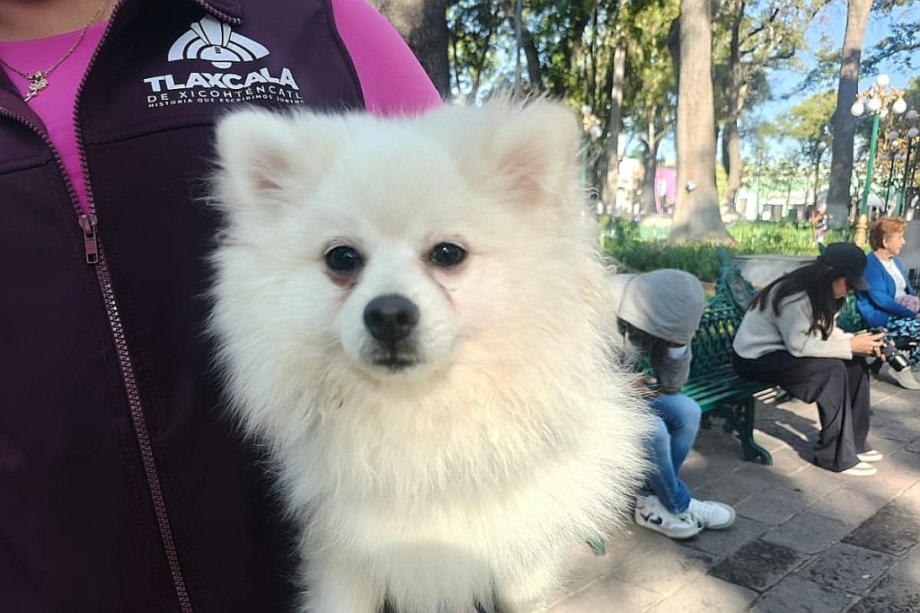 Perrito blanco de raza Pomerania en un parque, con fondo de árboles y personas sentadas en bancos.