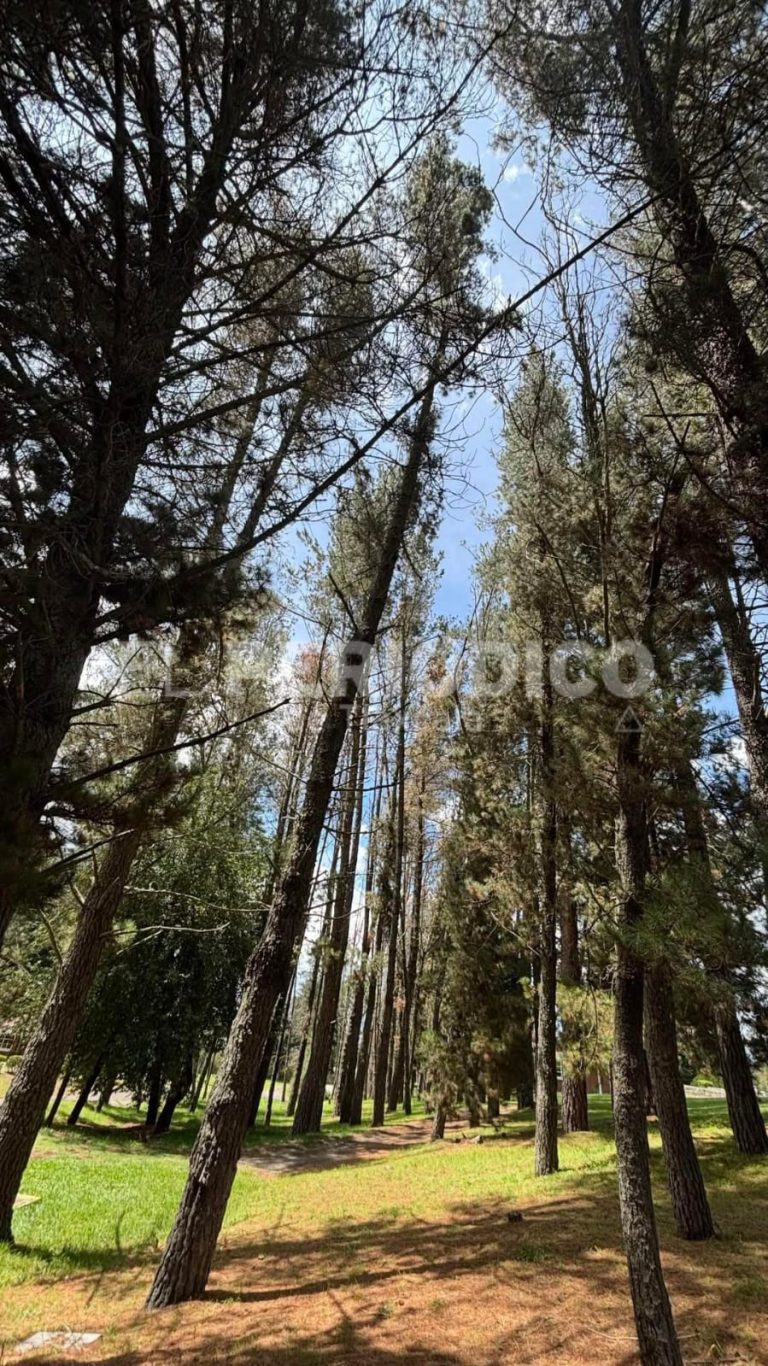 Árboles altos en un bosque con cielo despejado y luz solar filtrándose entre las ramas.