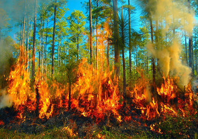 Incendio forestal en un bosque con árboles altos y fuego activo, humo y llamas intensas en un entorno natural.