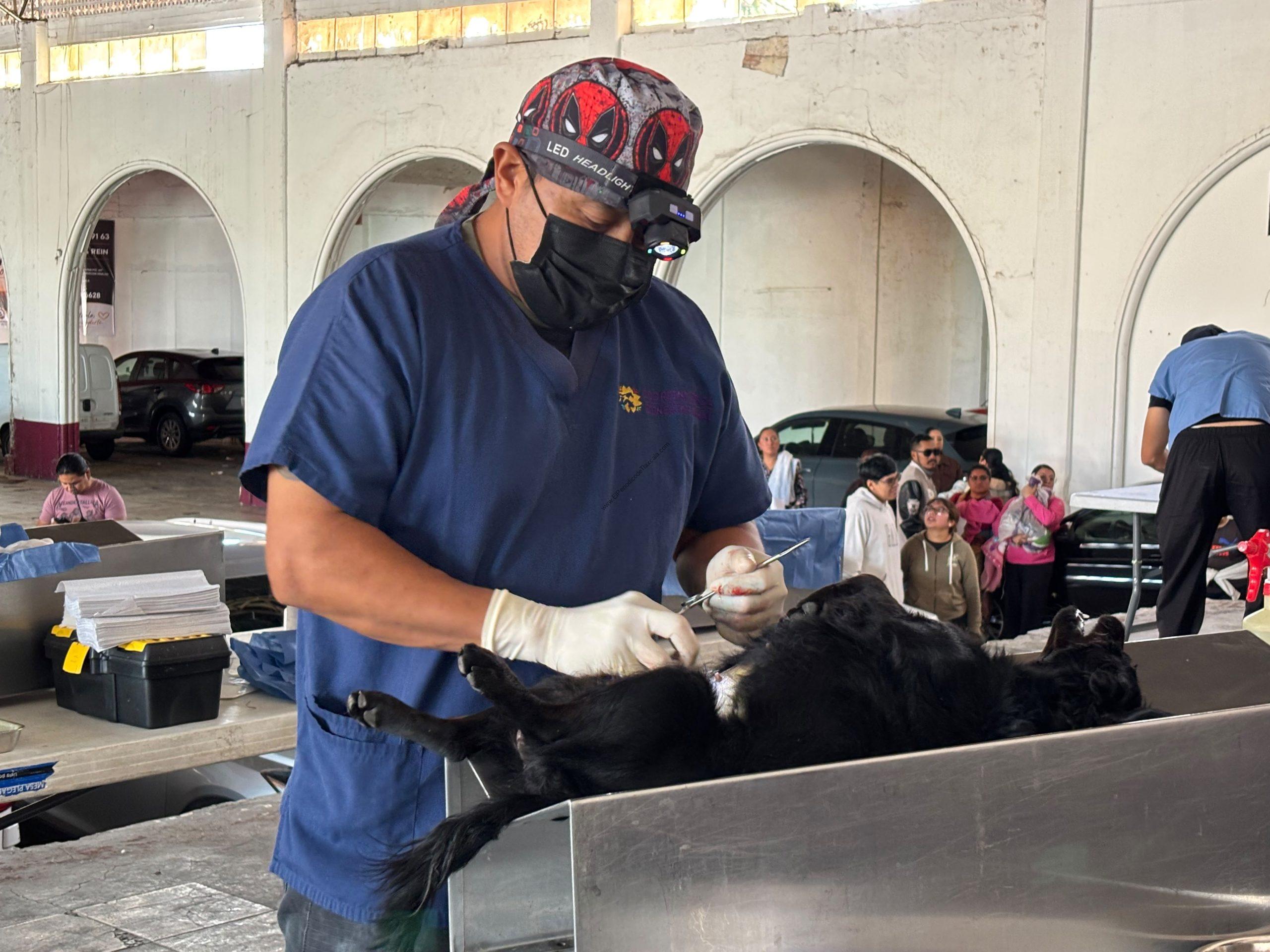 Impulsa Chiautempan jornada de esterilización para promover el bienestar animal